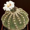 Gymnocalycium_platense